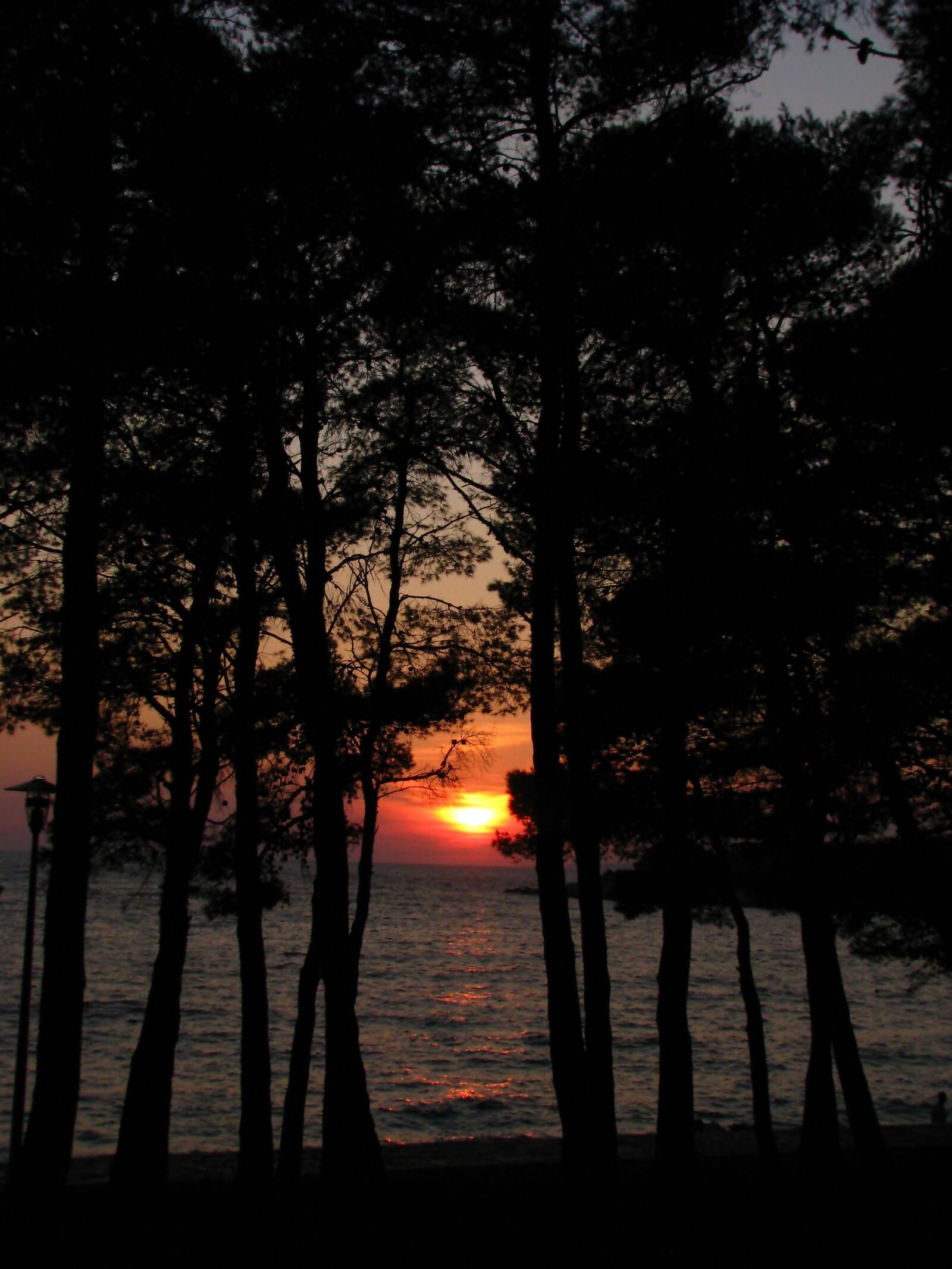 Canon POWERSHOT S5 IS sample photo. Sunset, sea, trees photography