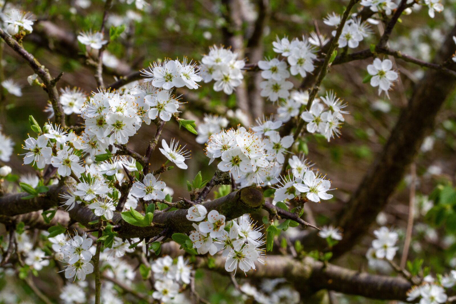 Canon EOS 7D sample photo. Tree, flower, branch photography