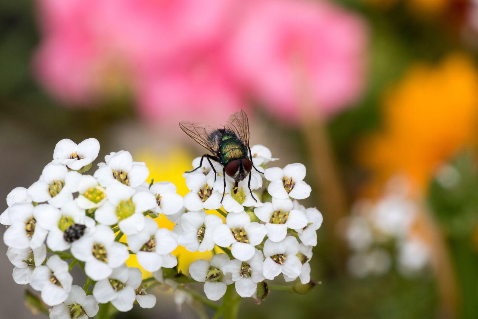 Canon EOS 7D Mark II sample photo. Fly, blossom, bloom photography