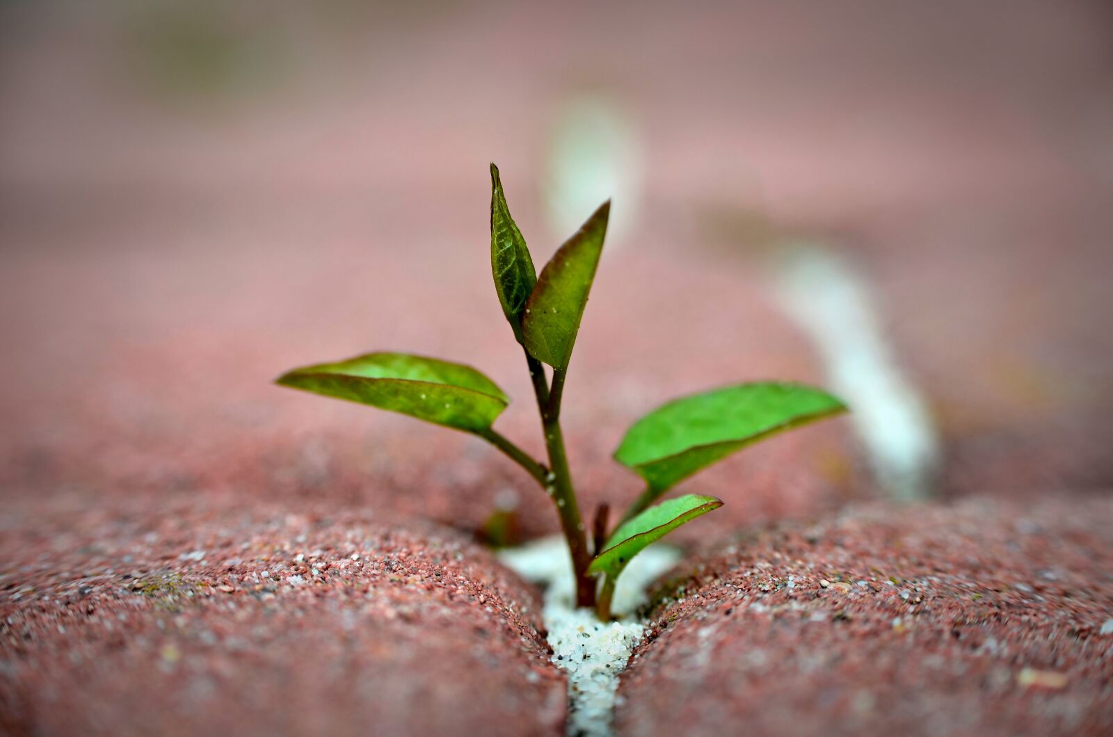 Nikon D7000 sample photo. The sapling, the trouble photography