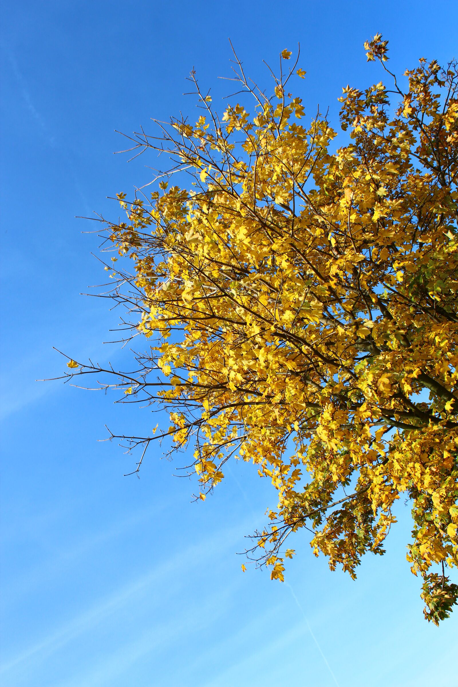 Canon EOS 600D (Rebel EOS T3i / EOS Kiss X5) sample photo. Tree, autumn, leaves photography