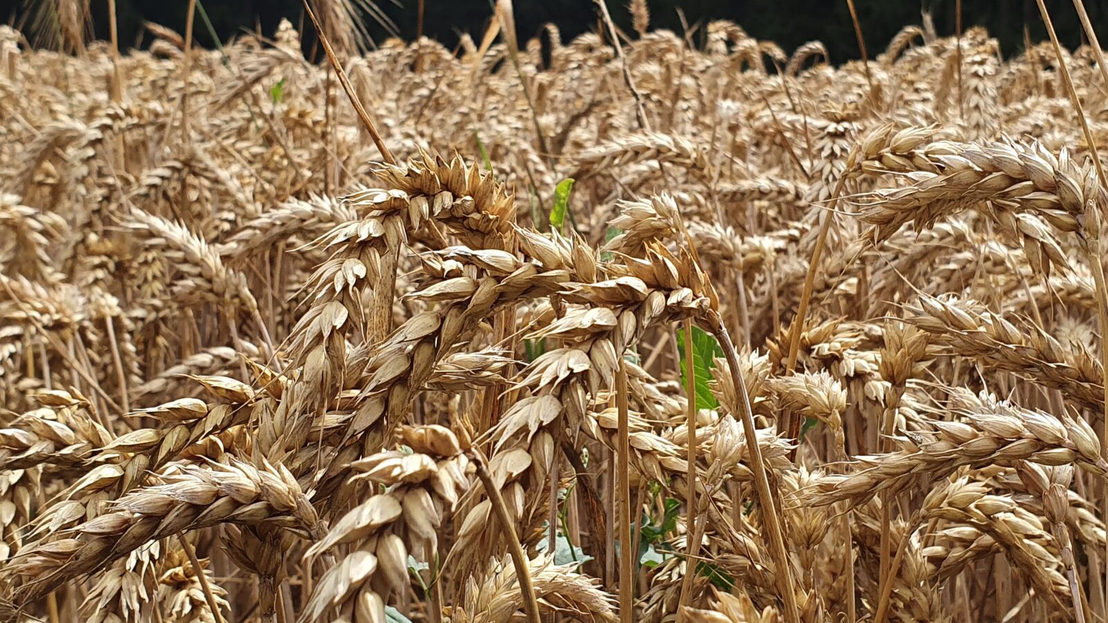 Samsung Galaxy S10+ sample photo. Cereals, field, macro photography