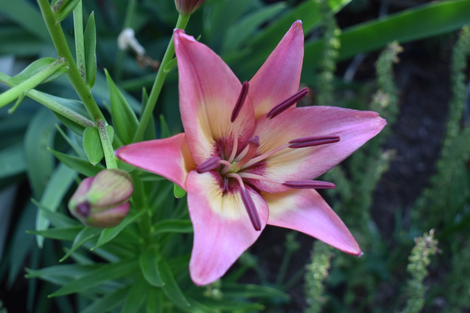 Nikon D5500 sample photo. Lily, flower, pink photography
