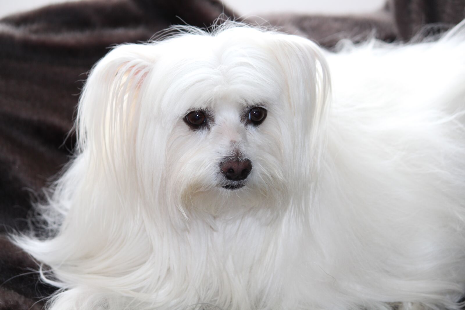 Canon EOS 650D (EOS Rebel T4i / EOS Kiss X6i) + Canon EF-S 55-250mm F4-5.6 IS II sample photo. Dog, maltese, thoroughbred photography