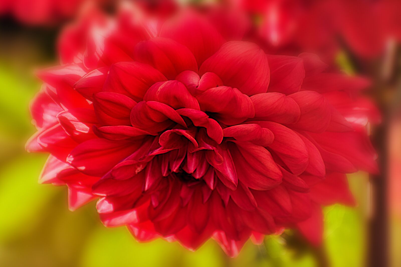 Nikon D3400 sample photo. Nature, plant, flowers photography