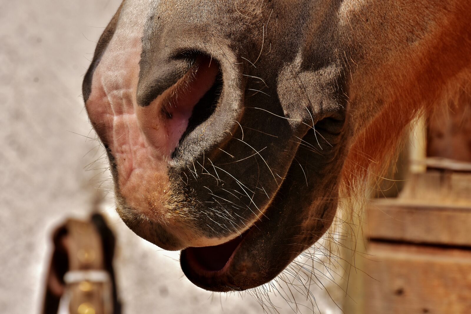 Nikon D7200 sample photo. Horse snout, nostrils, laugh photography