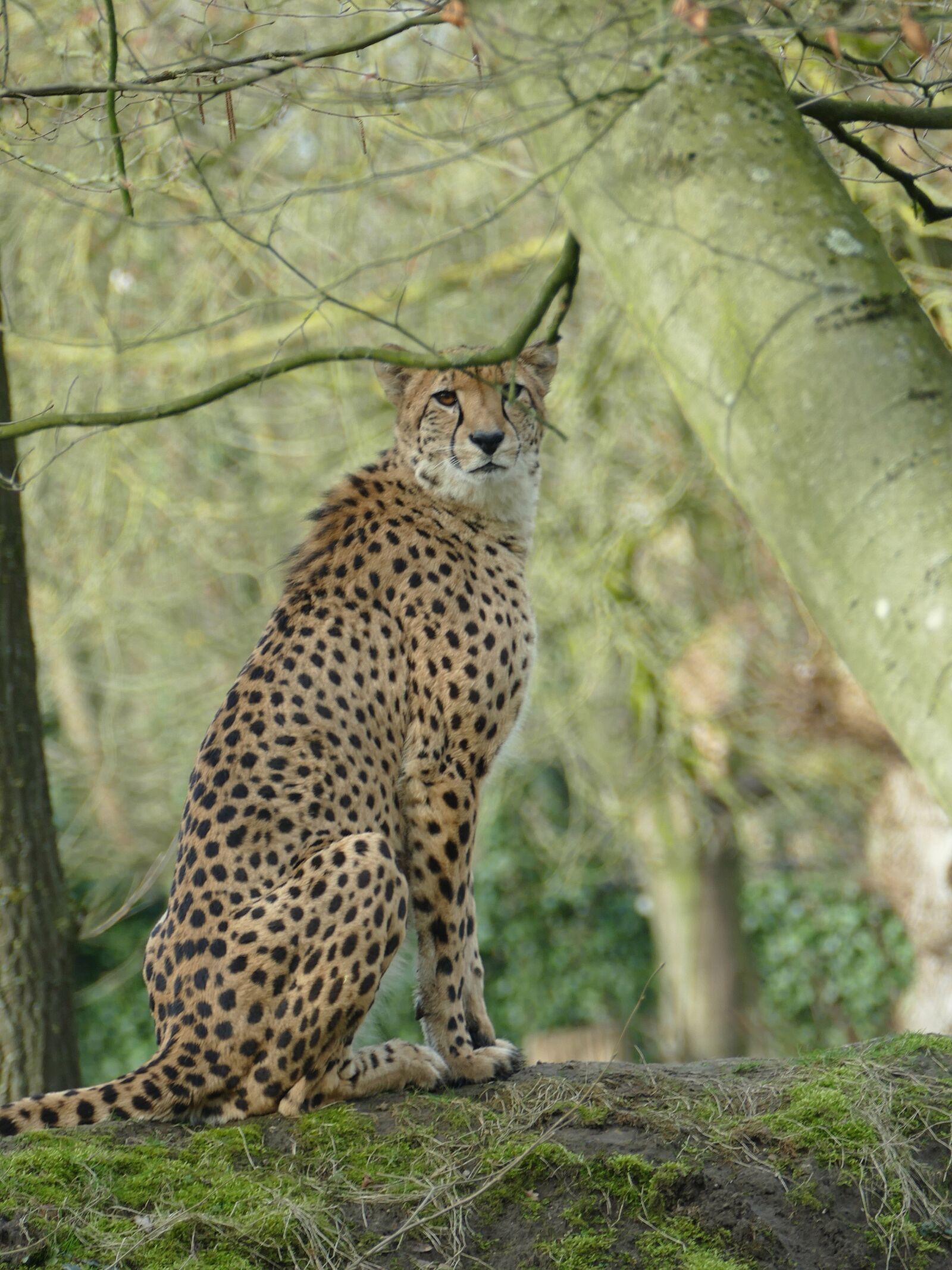 Panasonic Lumix DMC-FZ1000 sample photo. Cheetah, wild, nature photography