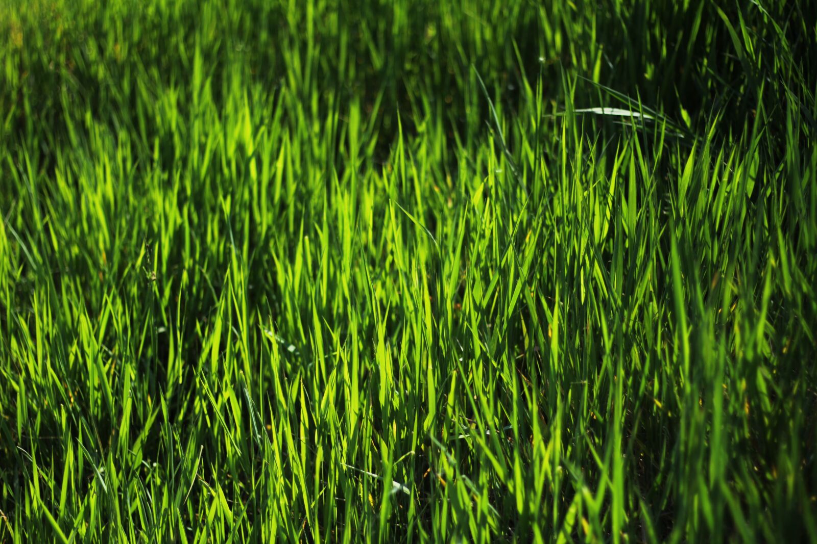 Canon EOS 600D (Rebel EOS T3i / EOS Kiss X5) sample photo. Grass, grass background, green photography