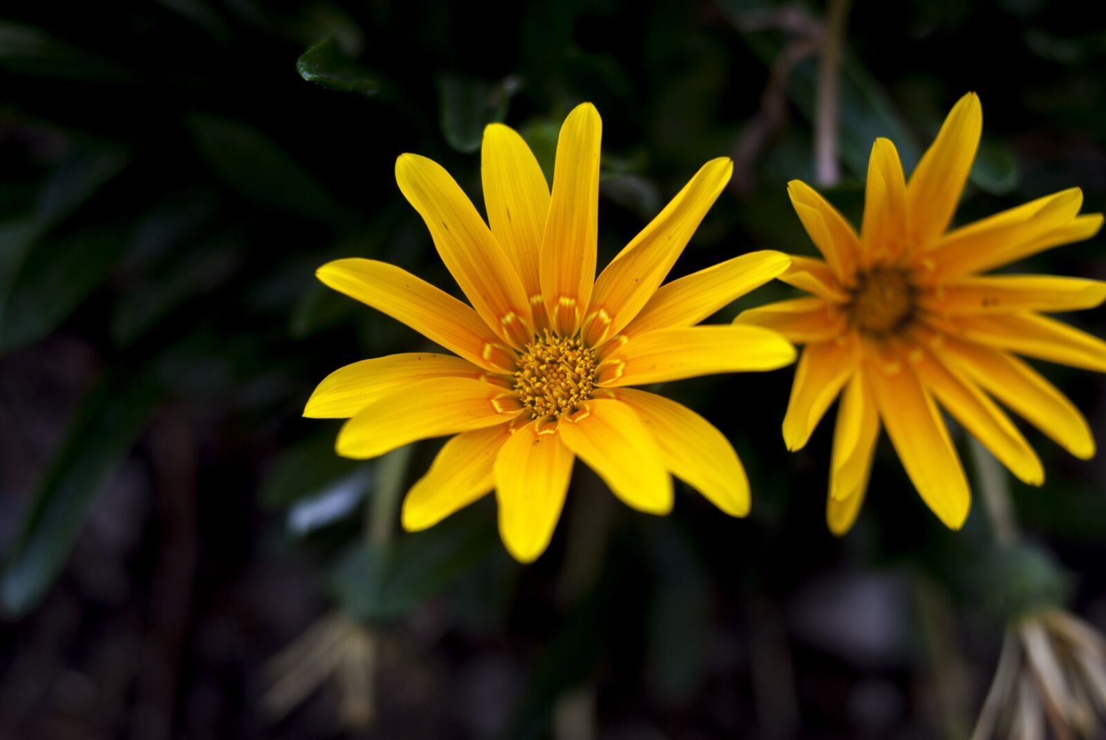 Nikon D60 sample photo. Nature, flower, plant photography
