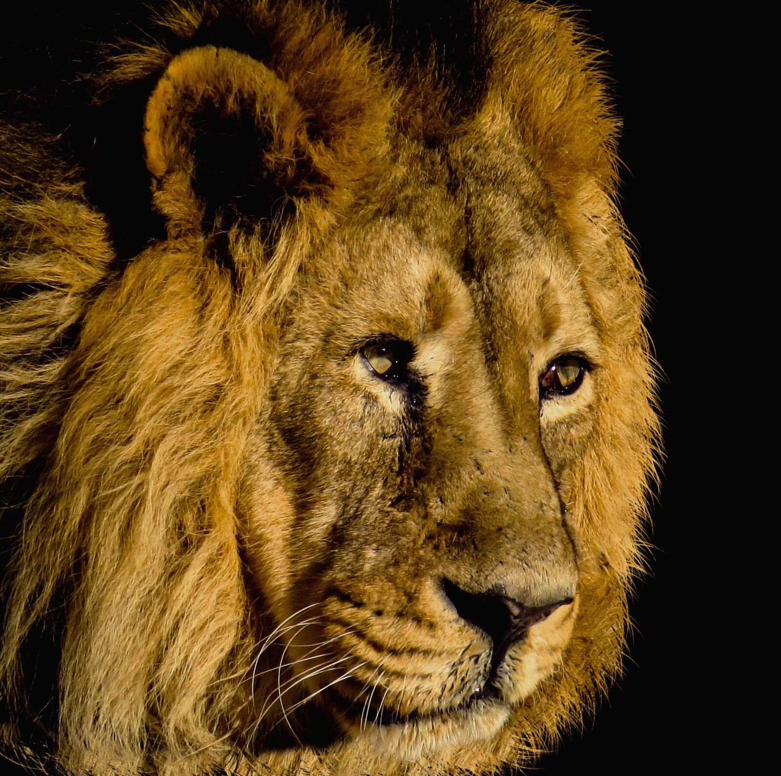 Canon PowerShot SX50 HS sample photo. Lion, cat, mammal photography