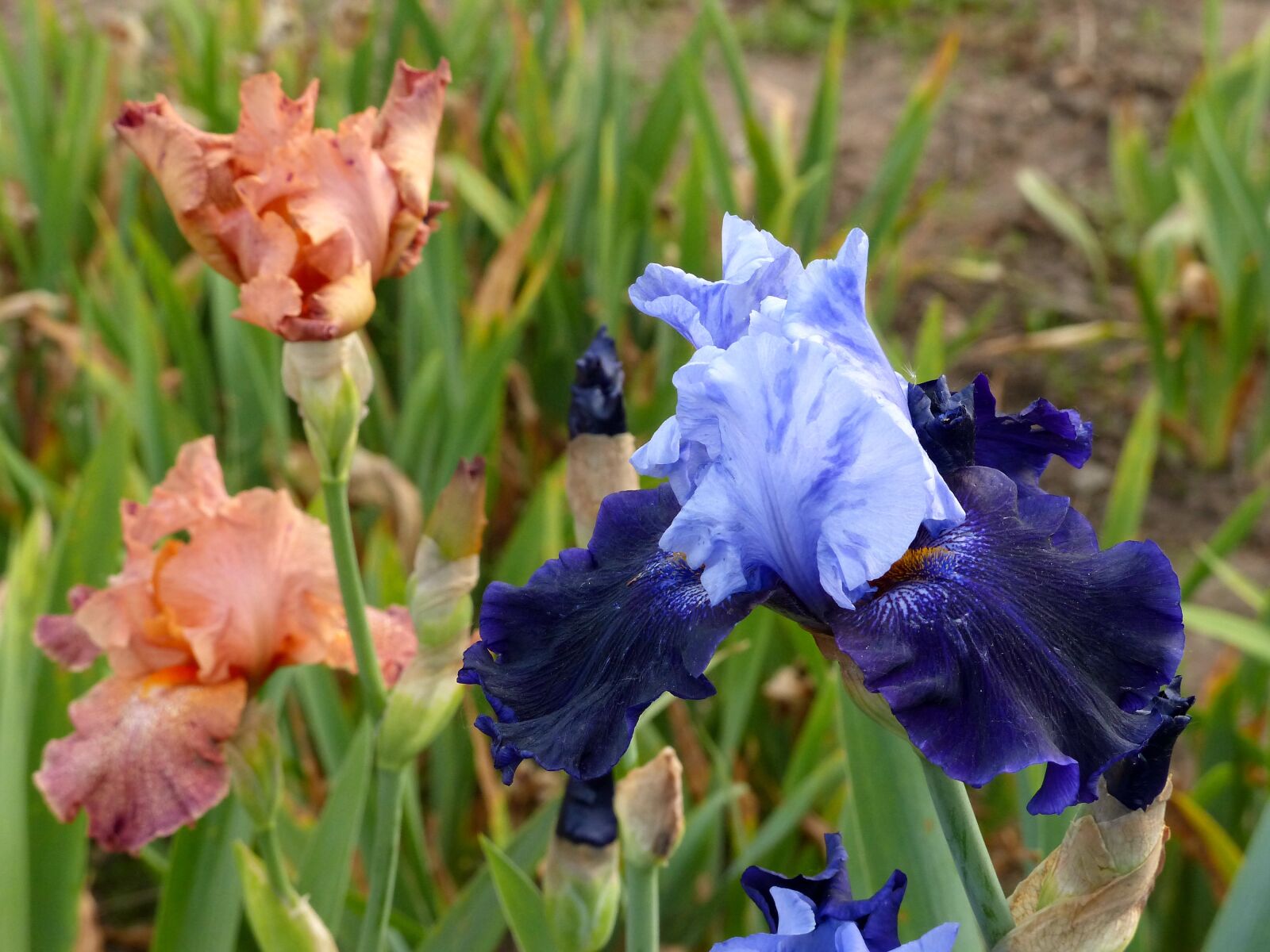Panasonic Lumix DMC-FZ200 sample photo. Iris, flower, bloom photography