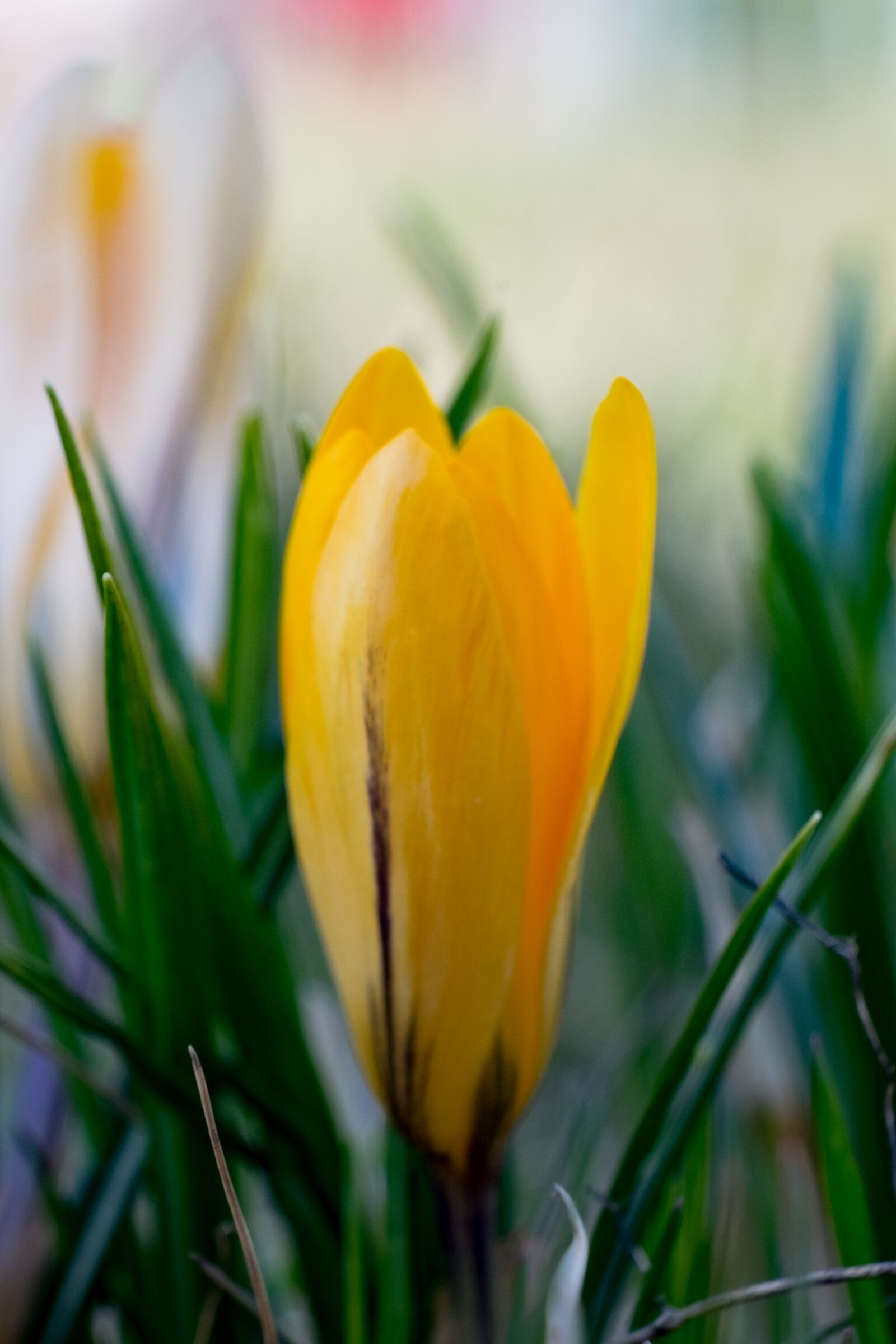 Fujifilm X-T10 sample photo. Krokus, yellow, spring photography