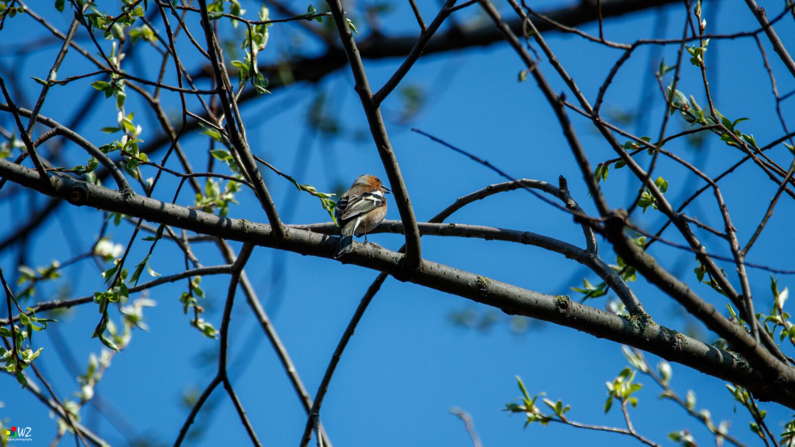 150-600mm F5-6.3 DG OS HSM | Contemporary 015 sample photo. Sparrow, bird, spring photography