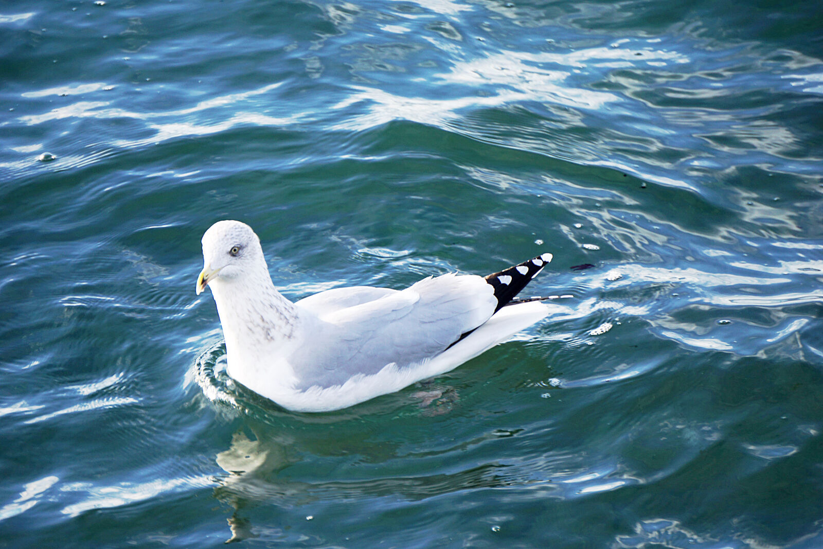 Sony a6000 sample photo. Animalier, faune, mouette, mouette photography