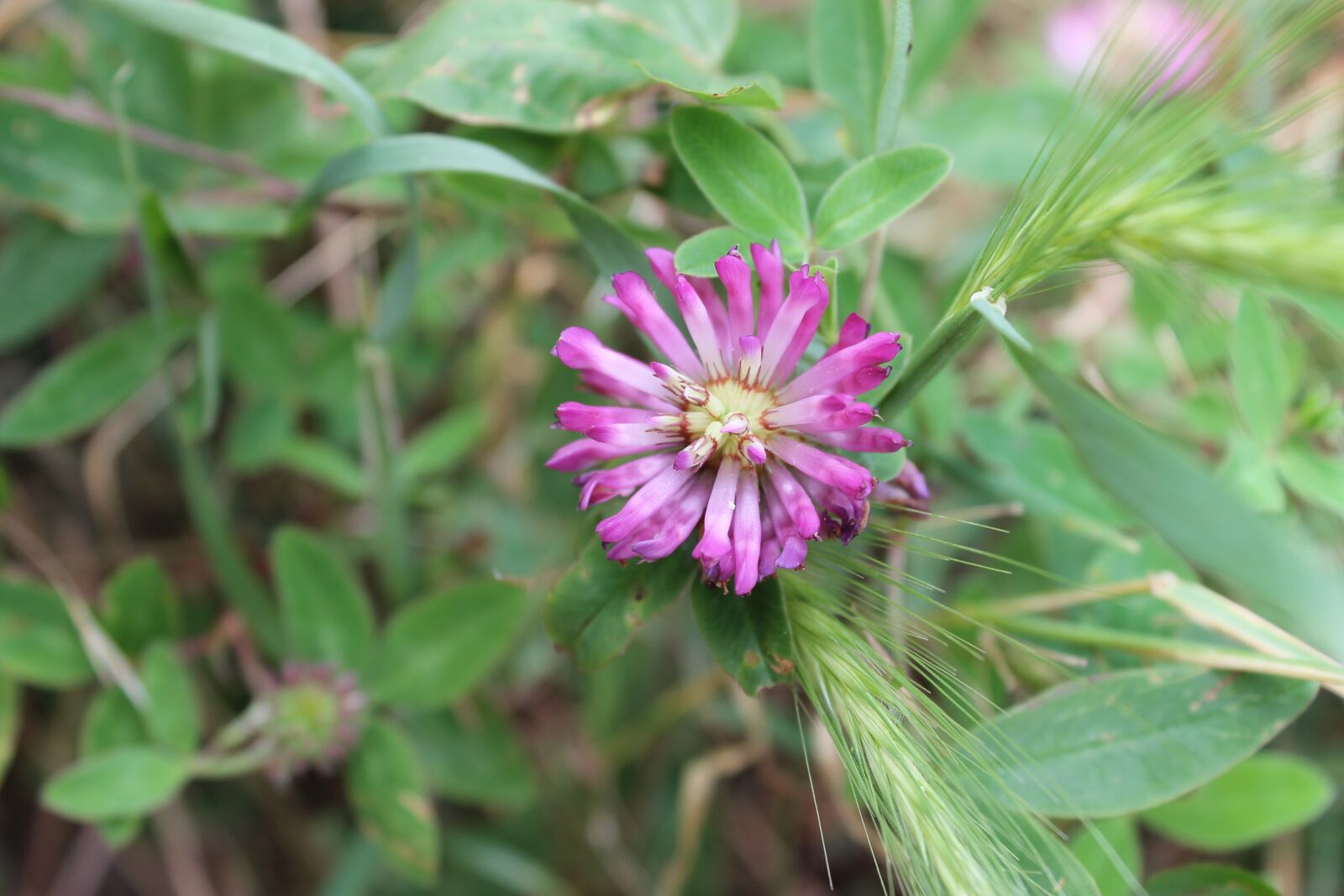 Canon EOS 1100D (EOS Rebel T3 / EOS Kiss X50) sample photo. Clover flower, klee, fodder photography