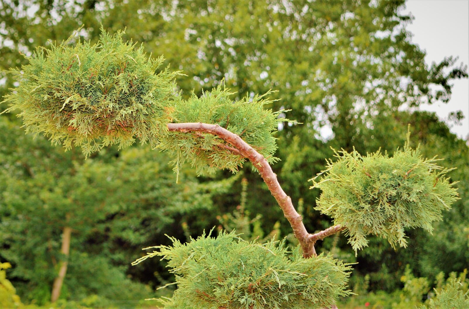 Nikon D3200 sample photo. Shrub-juniper, bush, juniper photography