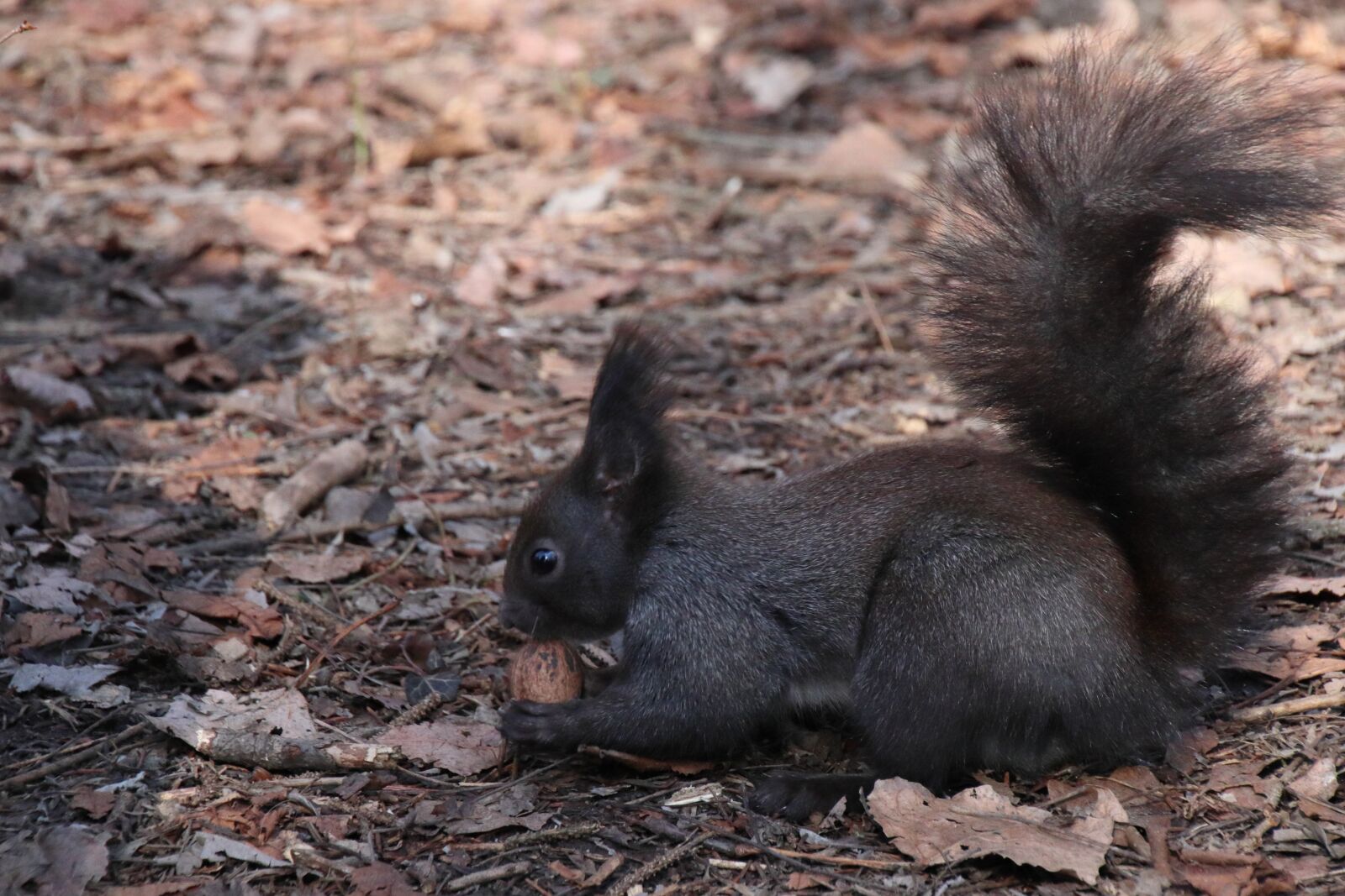 Canon EOS M50 (EOS Kiss M) sample photo. Squirrel, animals, furry photography
