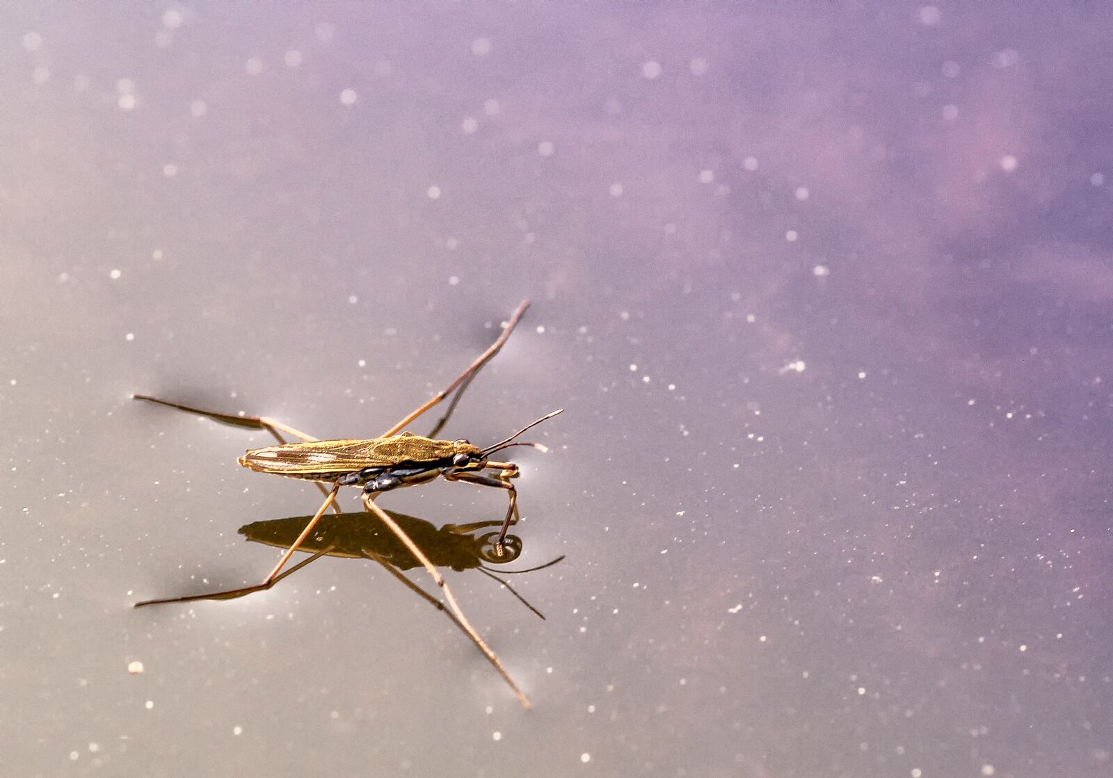 Canon EOS 60D sample photo. Nature, water striders, gerridae photography