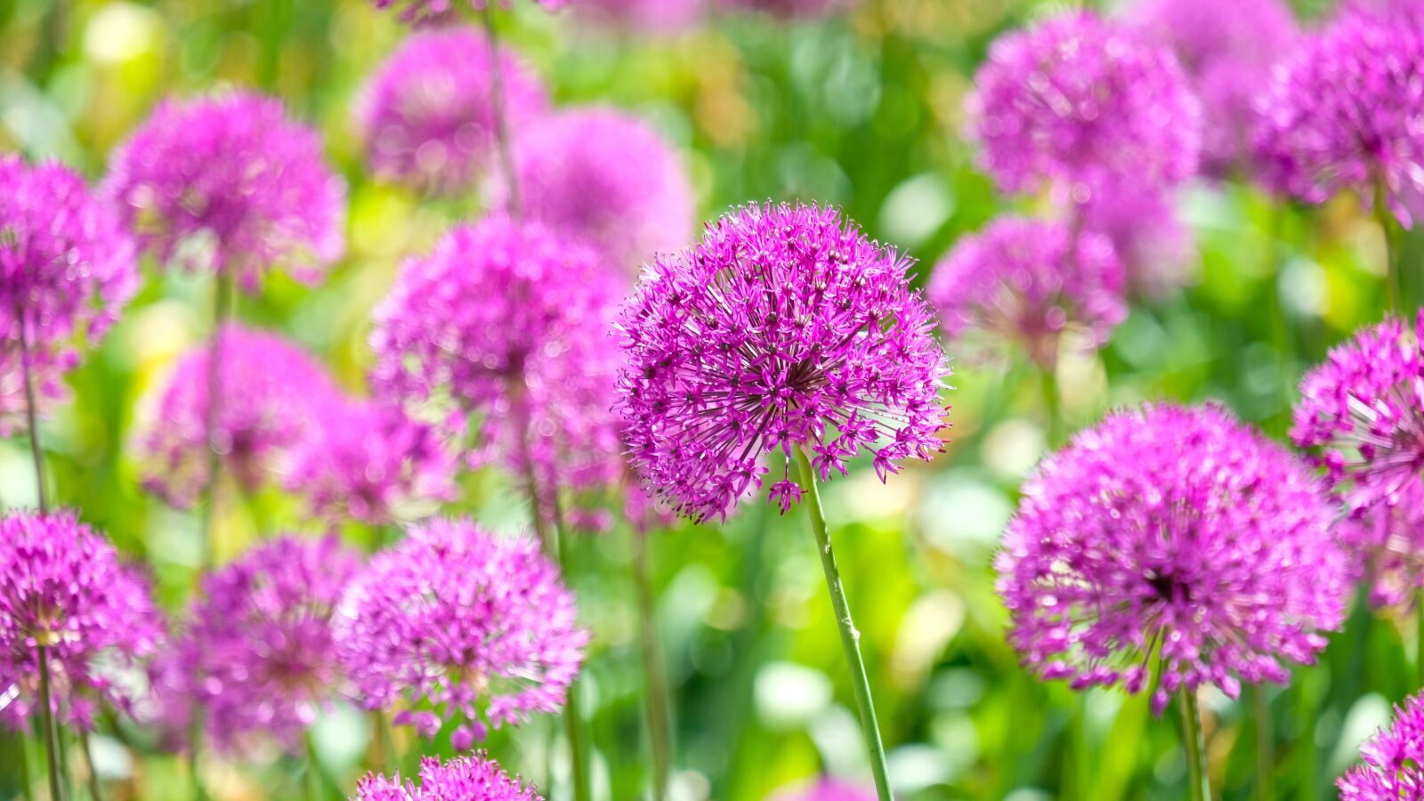Fujifilm X-T2 + Fujifilm XF 55-200mm F3.5-4.8 R LM OIS sample photo. Blossom, bloom, flower photography