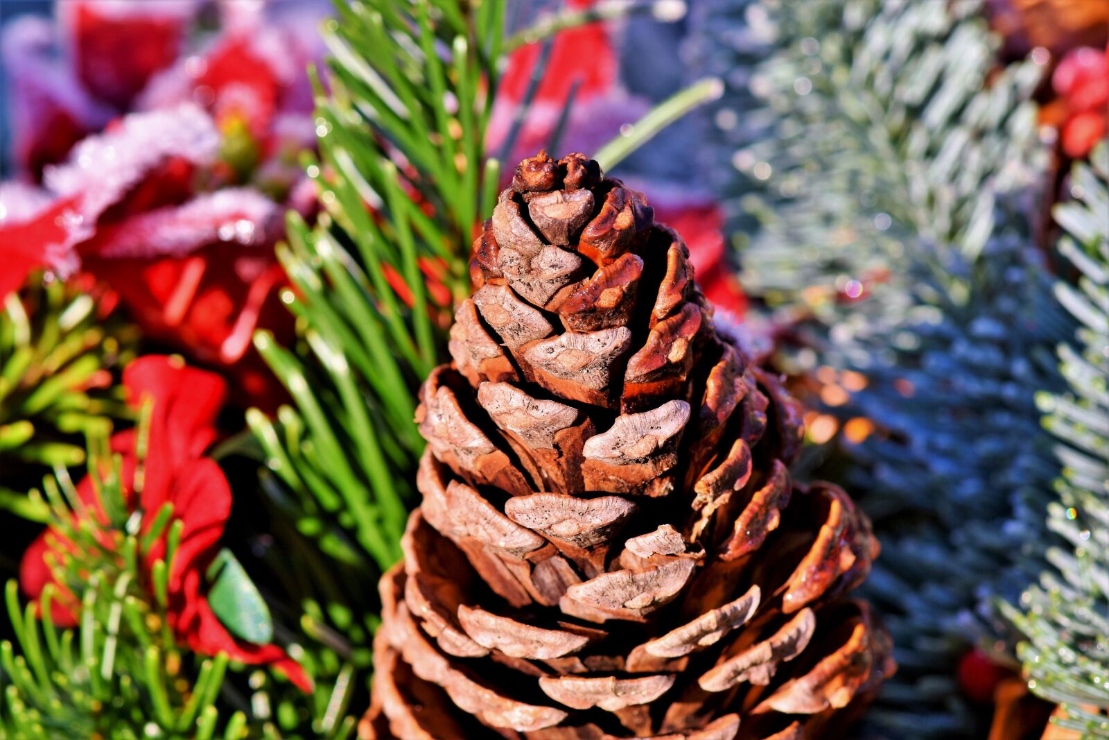 Nikon D7200 sample photo. Pine cones, tap, conifer photography