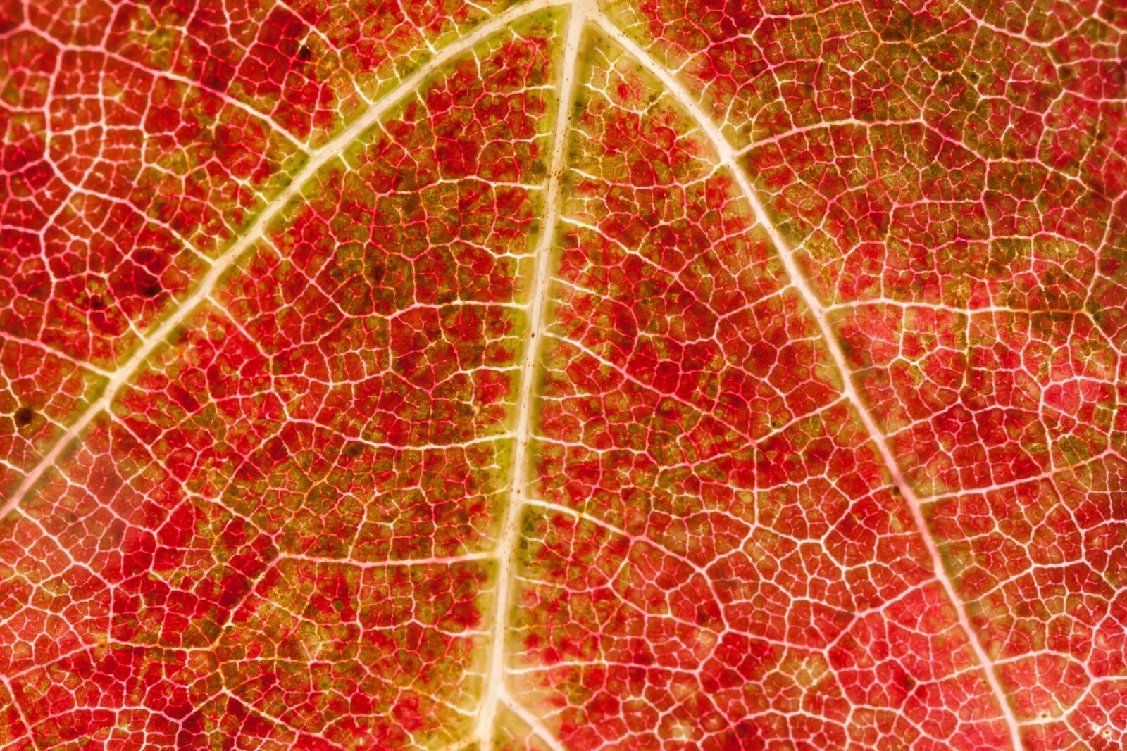 Canon EOS 50D sample photo. Wine, leaf, wine harvest photography