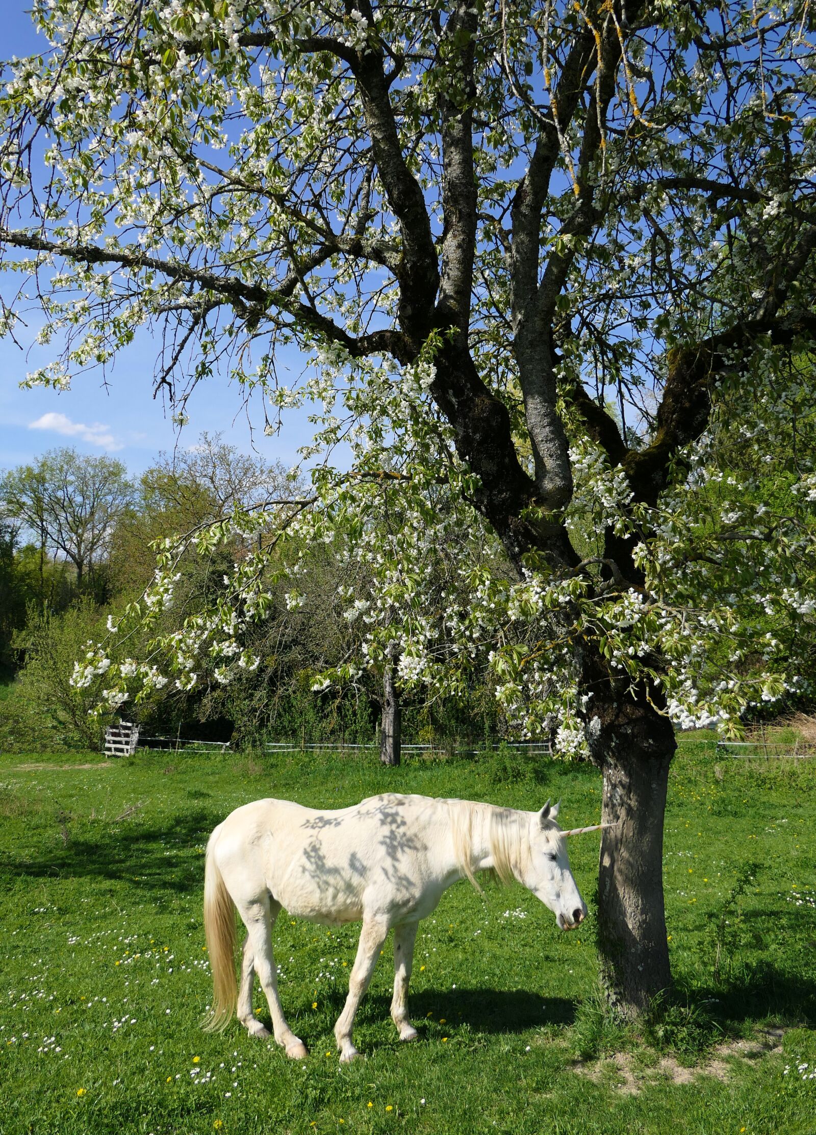 Panasonic Lumix DMC-FZ2500 (Lumix DMC-FZ2000) sample photo. Unicorn, cherry, white photography
