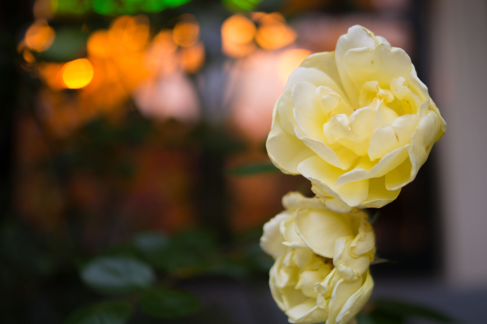 Sony DT 35mm F1.8 SAM sample photo. Flora, flower, flowers, light photography