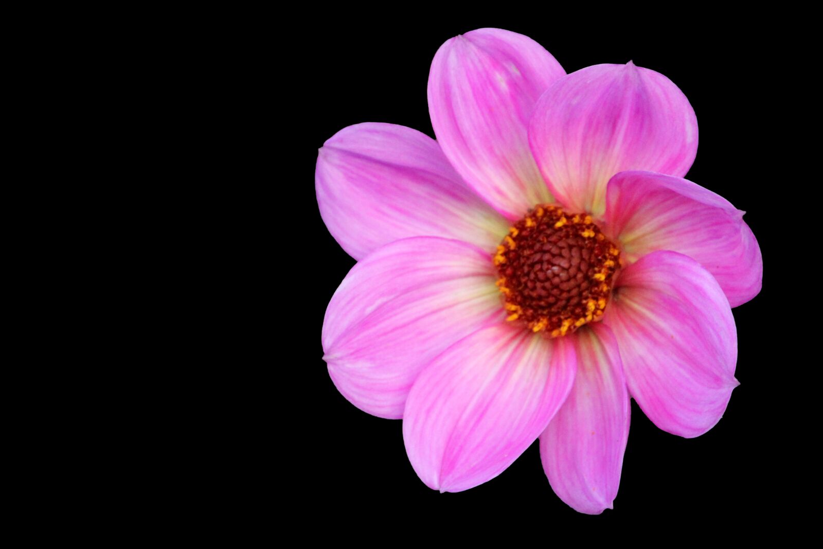 Canon EOS 600D (Rebel EOS T3i / EOS Kiss X5) sample photo. Blossom, bloom, flower photography