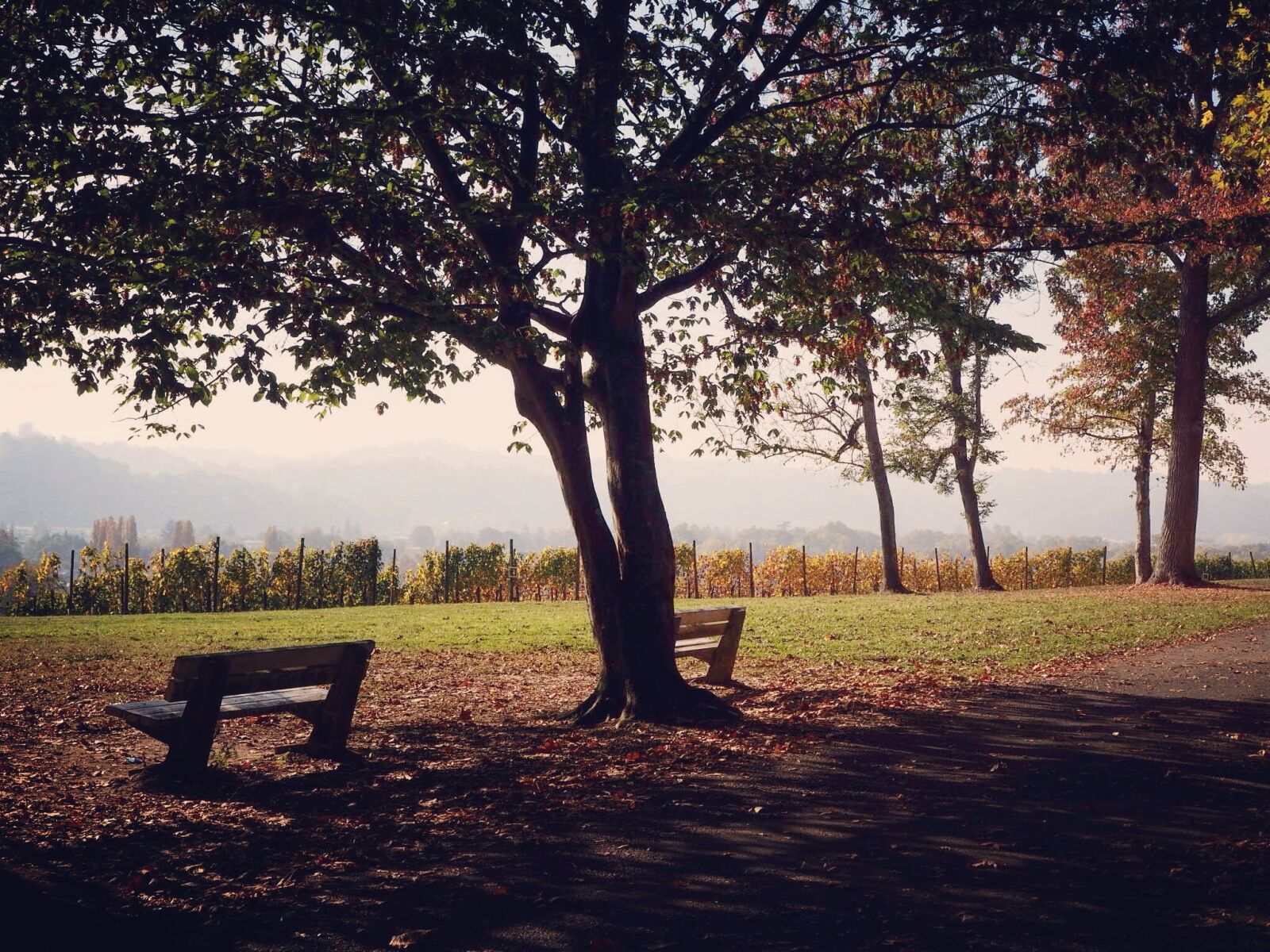 Olympus OM-D E-M10 sample photo. Pause, fall, bench photography