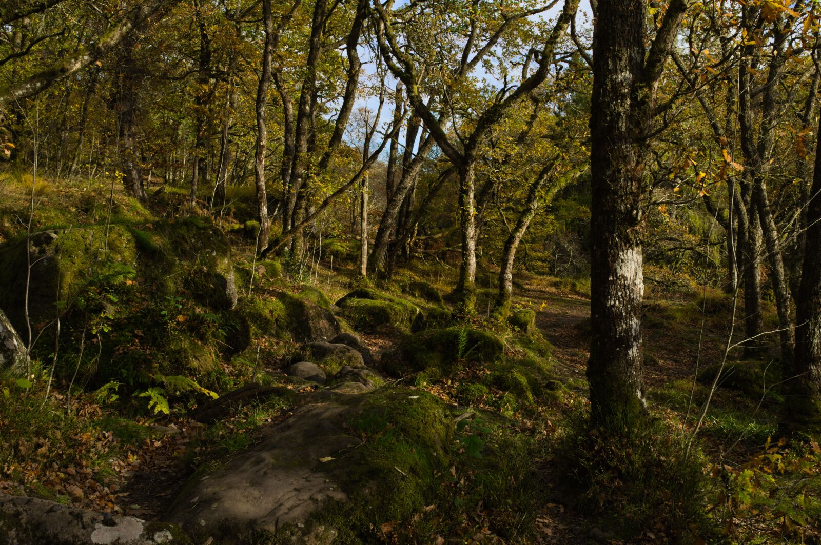 Nikon D3200 sample photo. Woods, forrest, nature photography