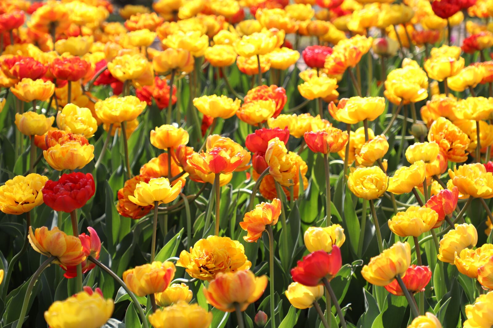 Canon EOS 77D (EOS 9000D / EOS 770D) sample photo. Flowers, meadow, bright photography
