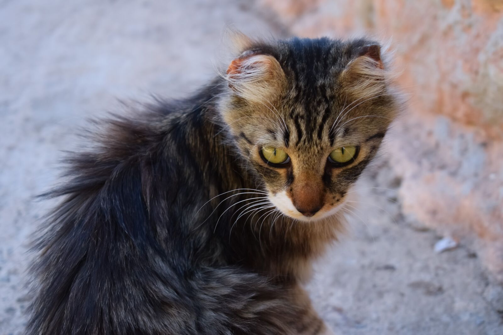 Nikon D3300 sample photo. Cat, stray, eyes photography