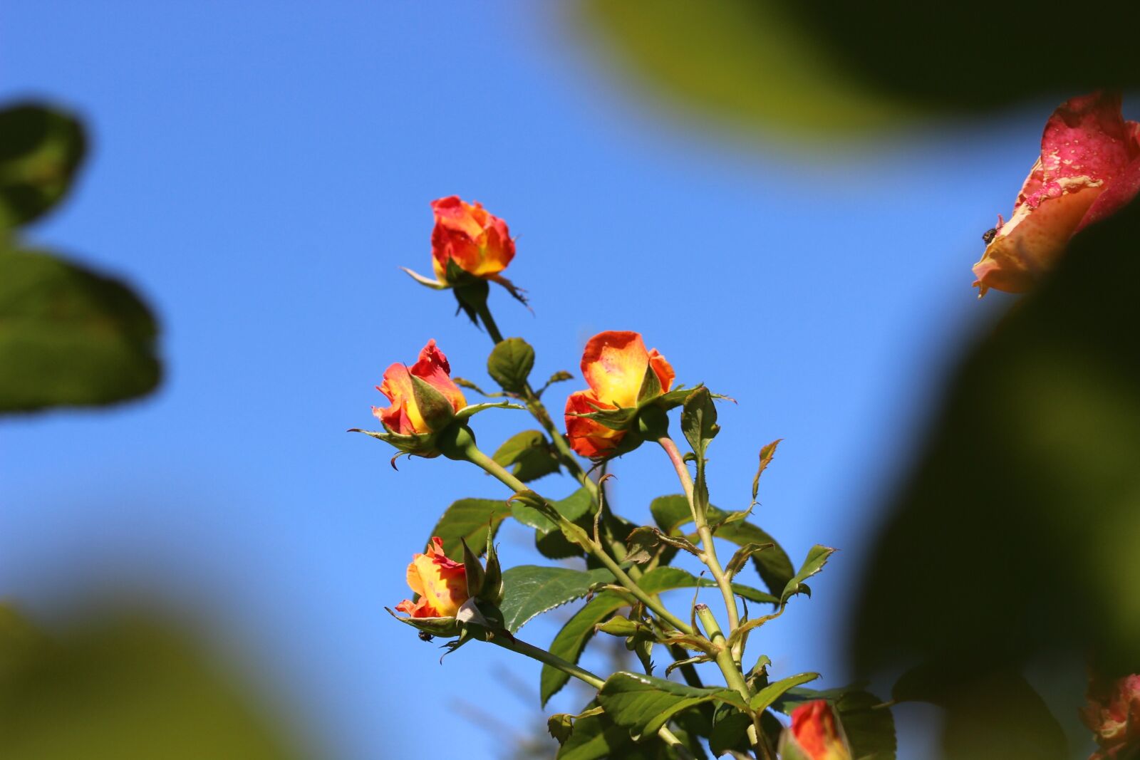Canon EOS 600D (Rebel EOS T3i / EOS Kiss X5) sample photo. Rose bud, roses, nature photography