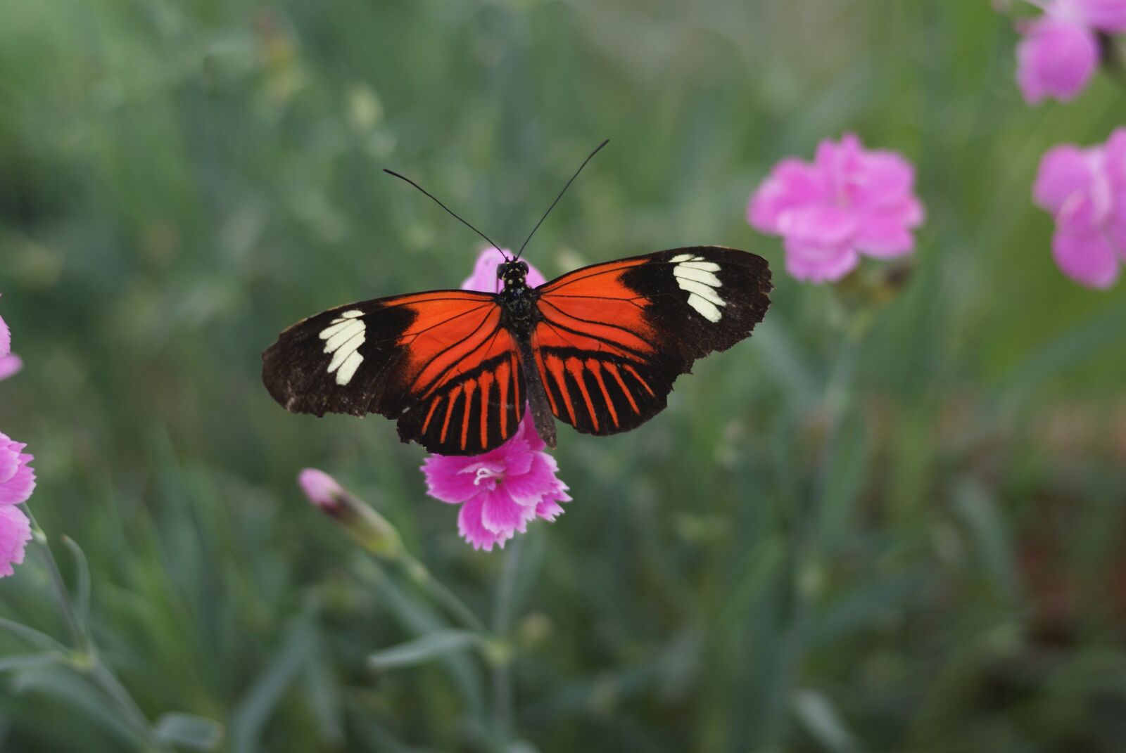 Sony Alpha DSLR-A300 sample photo. Butterfly, heliconius melpomene, central photography