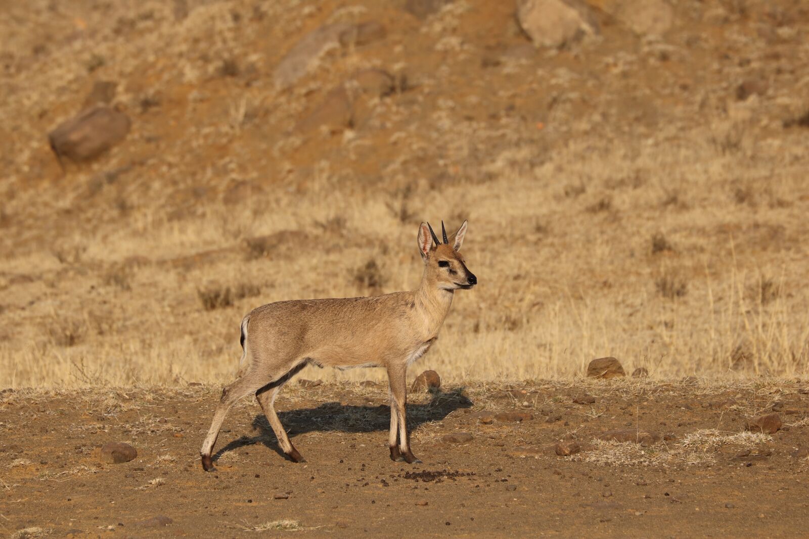 Canon EF 70-300mm F4-5.6L IS USM sample photo. Duiker, antelope, animal photography