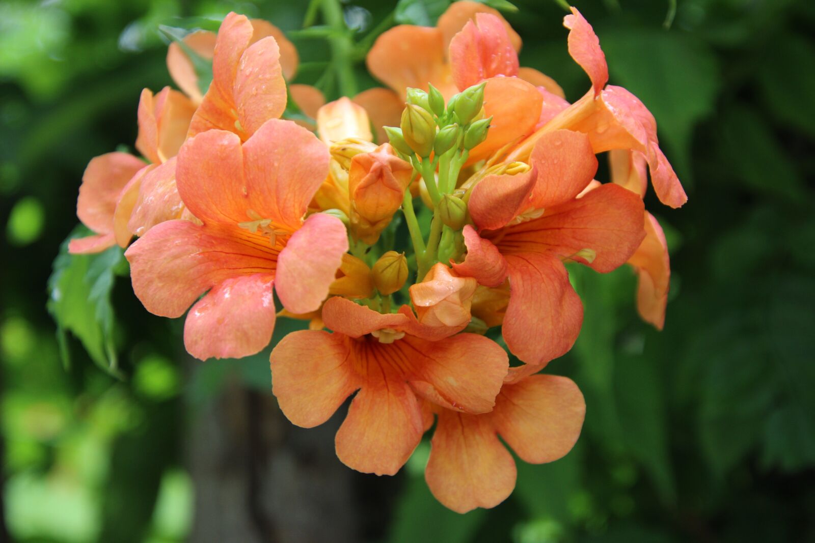 Canon EOS 600D (Rebel EOS T3i / EOS Kiss X5) sample photo. Flowers, trumpet creepers, campsis photography