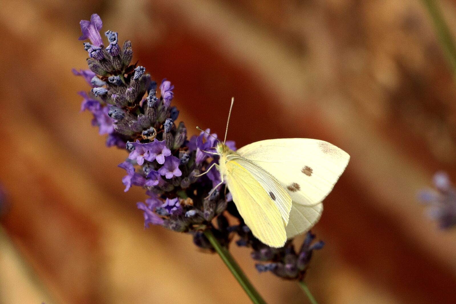 Canon EOS 700D (EOS Rebel T5i / EOS Kiss X7i) sample photo. Butterfly, white, insect photography