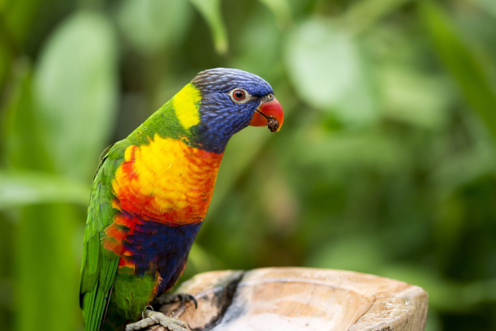Nikon D5200 sample photo. Parrot, bird, nature photography