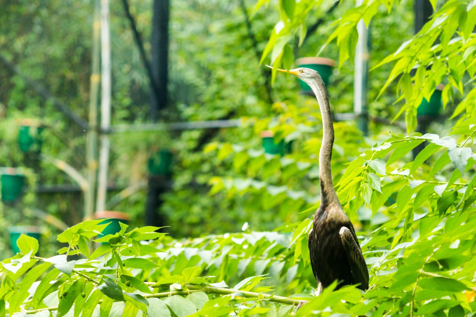 Canon EOS 700D (EOS Rebel T5i / EOS Kiss X7i) sample photo. Bird, green, leaf photography