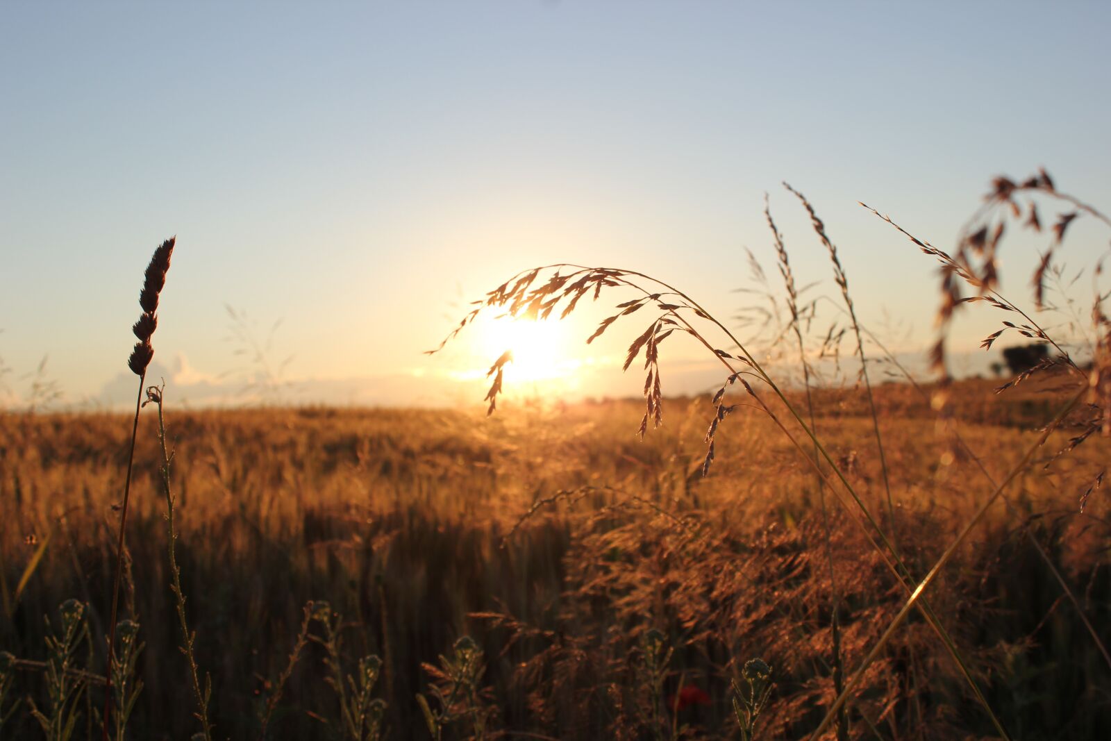 Canon EOS 550D (EOS Rebel T2i / EOS Kiss X4) sample photo. Sunset, evening, grass photography