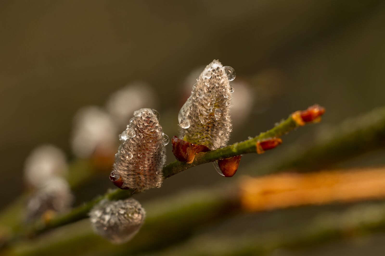 Canon EOS 7D sample photo. Pasture, willow flower, willow photography