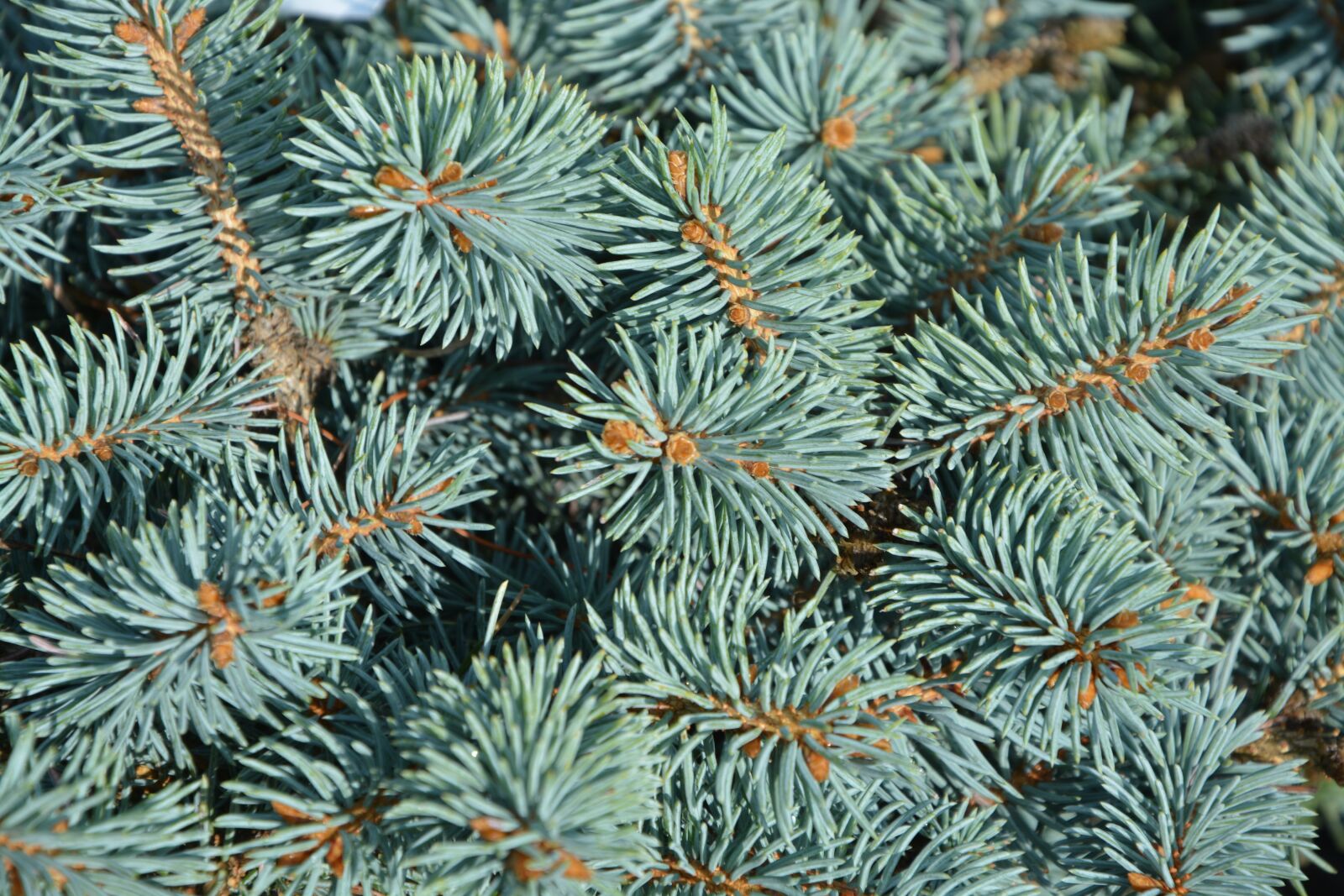 Nikon D5200 sample photo. Spruce, fir, thorns photography