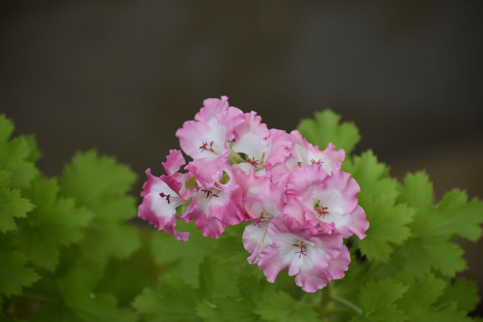 Nikon D3400 sample photo. Flower, home, bloom photography