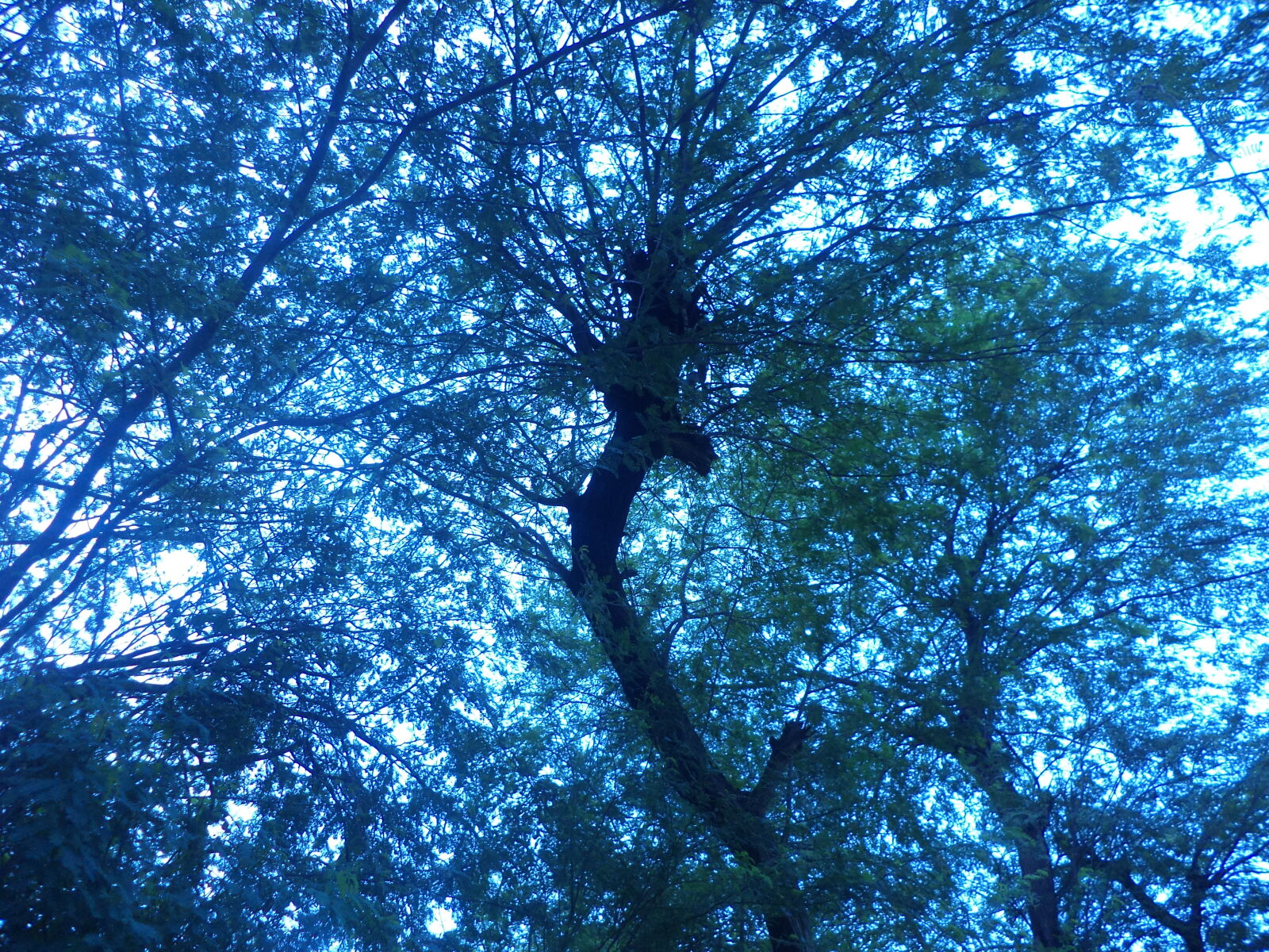 Sony DSC-S5000 sample photo