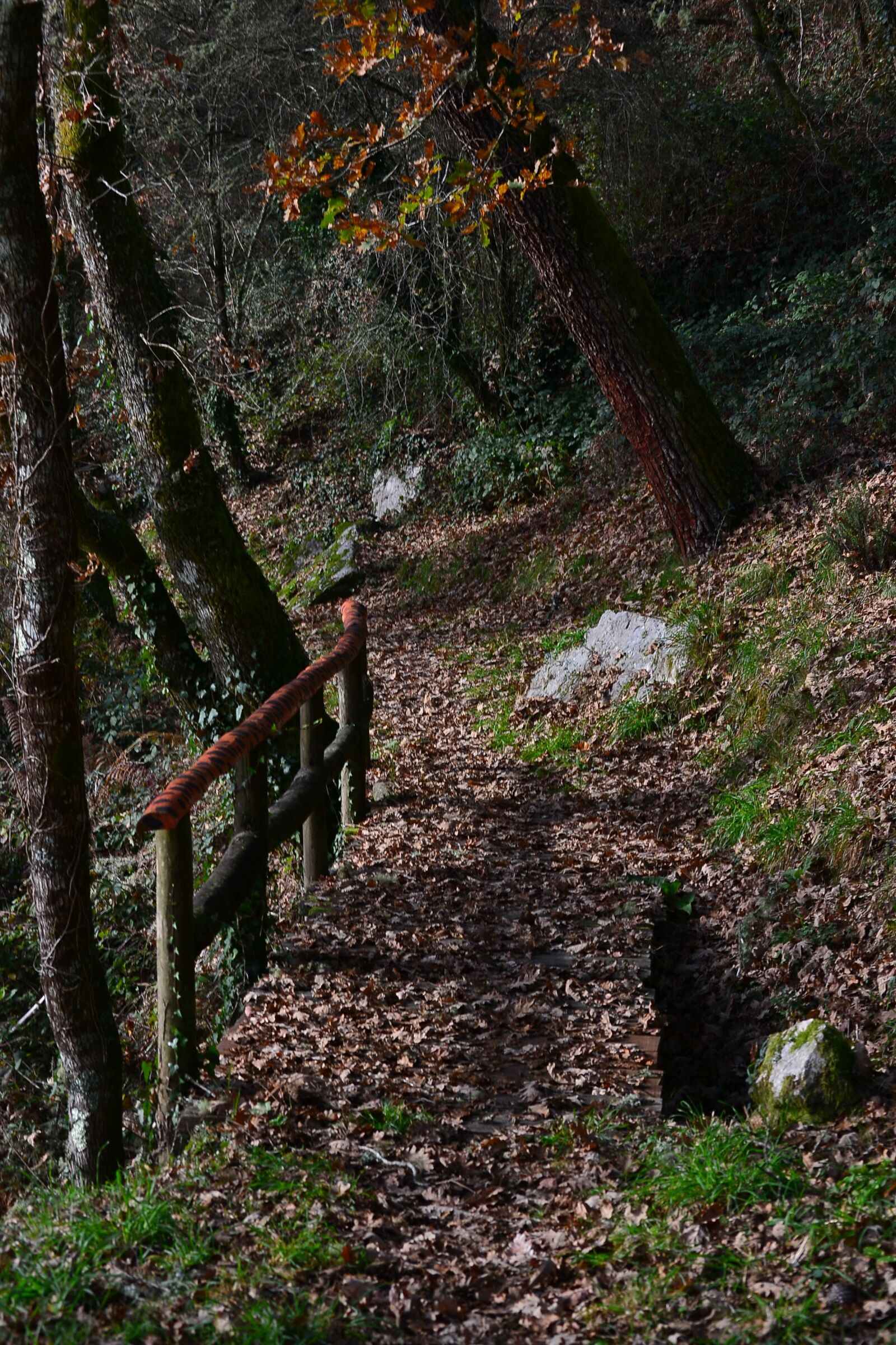 Nikon D3100 sample photo. Autumn, walk, nature photography
