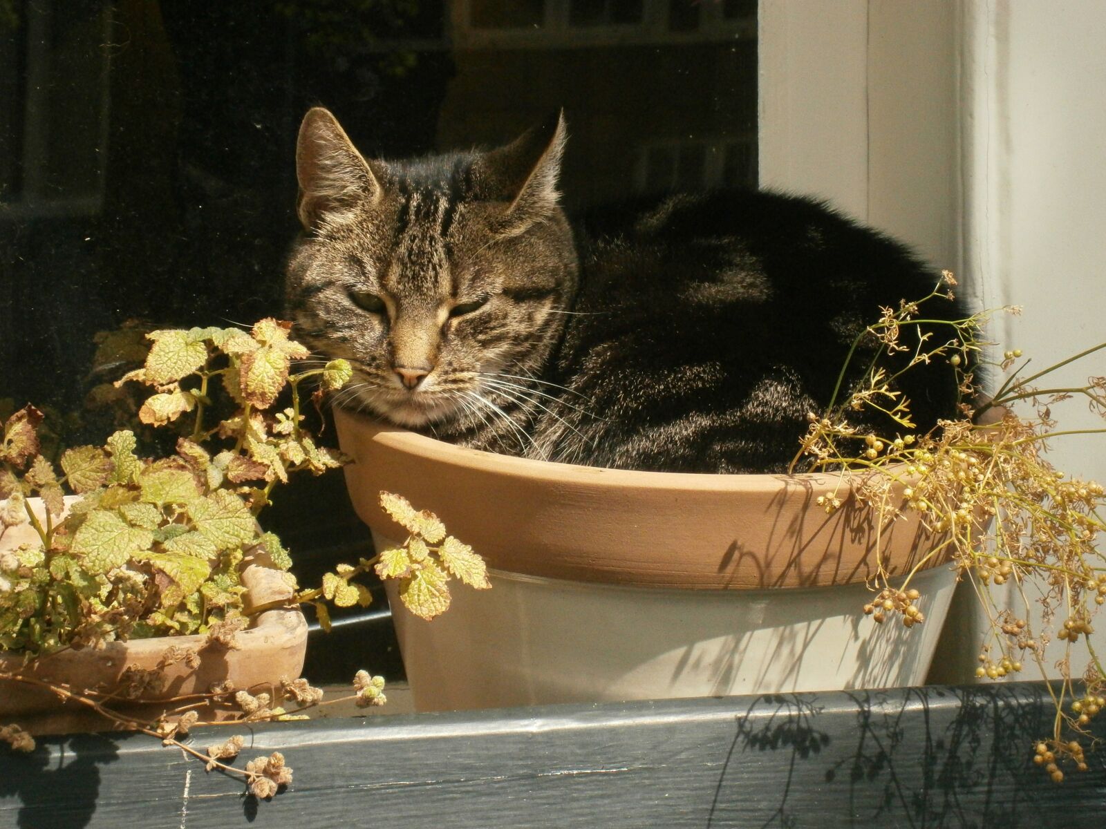 Olympus VG130,D710 sample photo. Cat, pet, flower pot photography