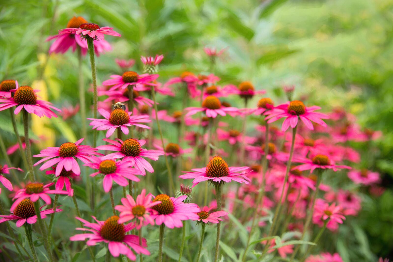 Canon EF 24-70mm F2.8L II USM sample photo. Daisies, pink, flowers photography