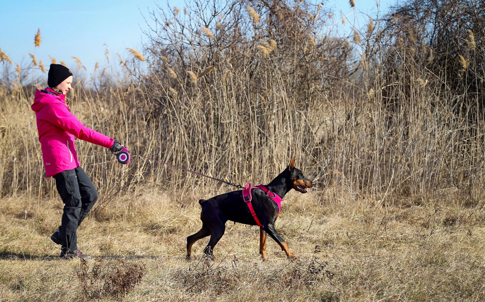 Canon EOS 6D Mark II sample photo. Doberman, dog, walk photography