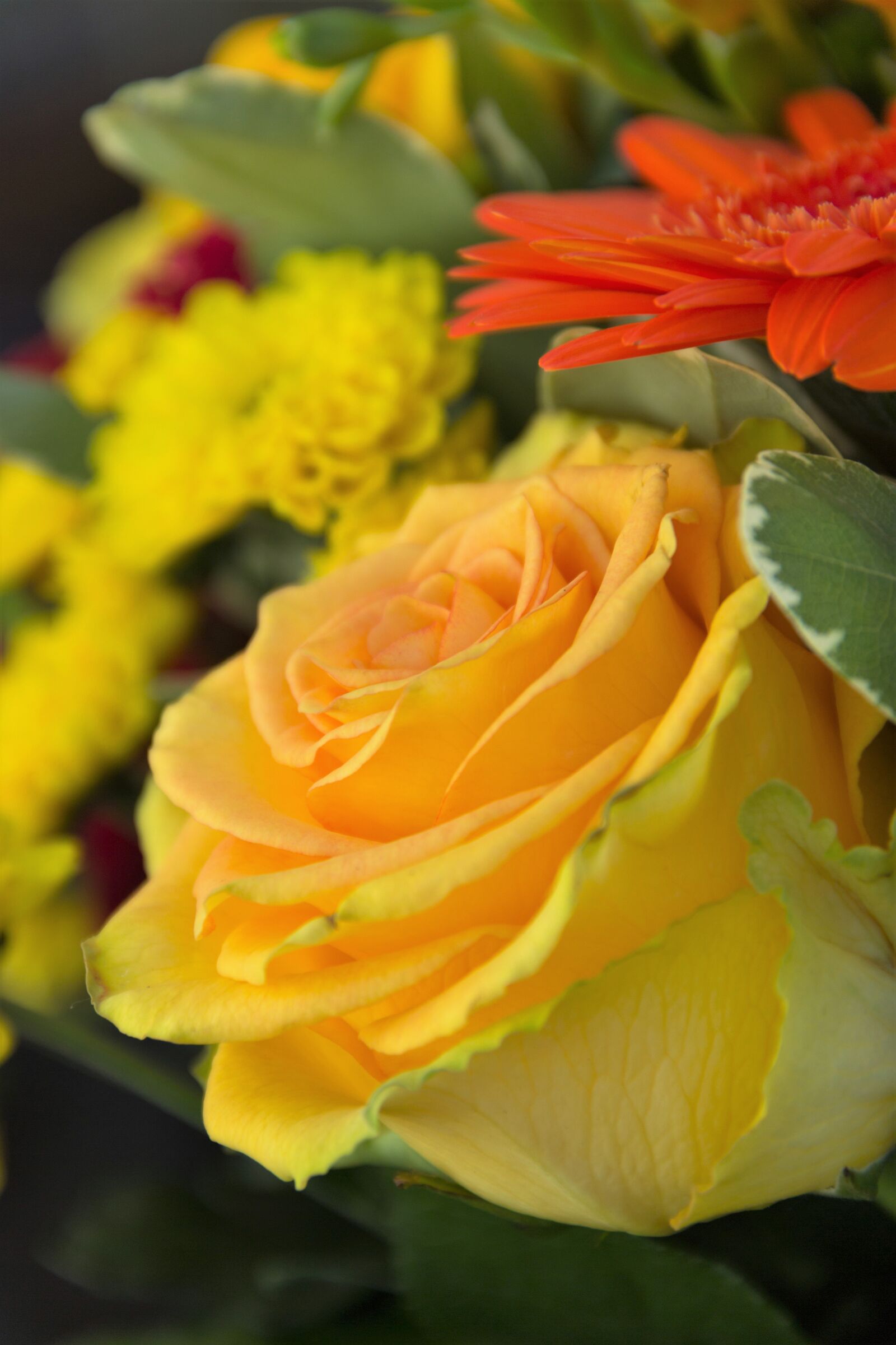 Canon EF-S 18-135mm F3.5-5.6 IS sample photo. Rose, yellow, gerbera photography