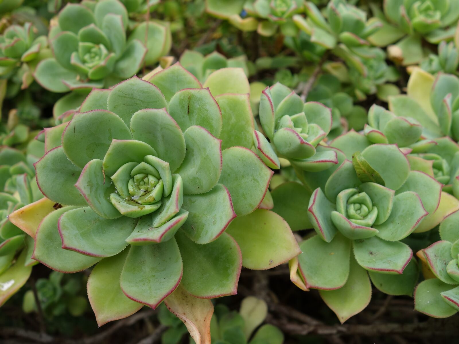 Sony Cyber-shot DSC-RX100 II sample photo. Succulent, garden, plant photography